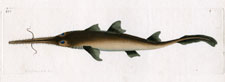 Tentaculated Shark