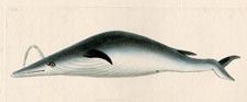 Under-jawed Whale