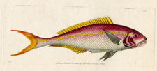 Yellow-striped Sparus