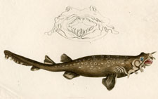 Appendiculated Shark