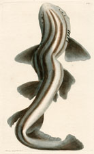 Banded Shark