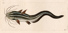 Eel-shaped Platystachus