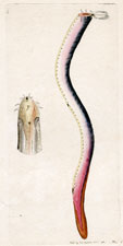 Glutinous Gastrobranchus