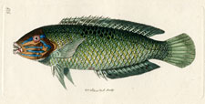 Green-finned Sparus
