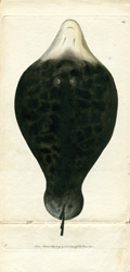 Single-finned Lophius