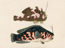Marbled and Variegated Lophius