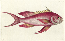 Red Anthius