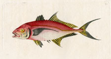 Red Mackrel