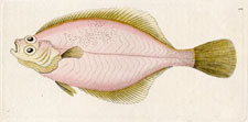 Rose-coloured Flounder