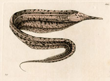 Rostrated Gymnotus (eel)
