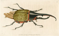 Hercules Beetle