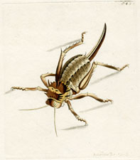 The Pupal Locust