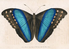 Achilles, or the Great Blue-Banded Butterfly
