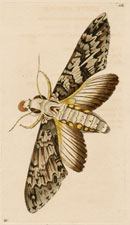 Sphinx Annona