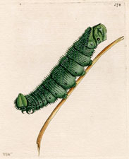 Australasian Caterpillar
