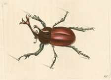 The Fork-horned Beetle