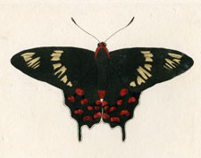 Hector, or the Crimson-Spotted Indian Butterfly