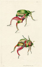 The Kanguroo Beetle (Kangaroo Beetle)