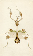 Long-Breasted Mantis