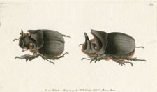 Midas Beetle