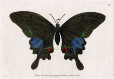 Paris Butterfly Moth