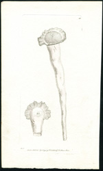 The Perforated Serpula