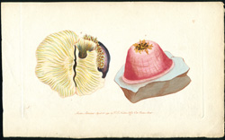 The Anemone Actinia or Sea Anemone