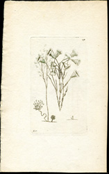 Arborescent Vorticella