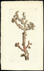 Arborescent Alcyonium