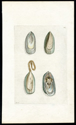 Camellian Muscle [Mussel]