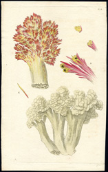 Cauliflower Alcyonium