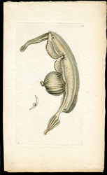 Coronated Pterotrachea