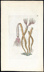 Fan Amphitrite