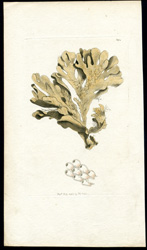 Foliaceous Flustra