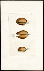 Muscle [Mussel] Monoculus