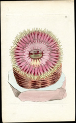 The Great Actinia [Sea Anemone]