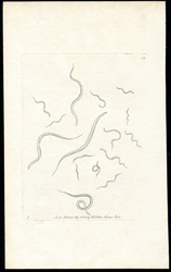 Eel Vibrio