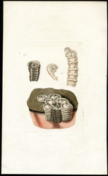 Laryngoid Banacle