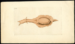 Long-necked Aplysia