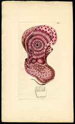 Nautilus Pompil