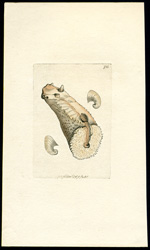Peronian Aplysia