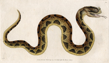 Horn-nosed Snake