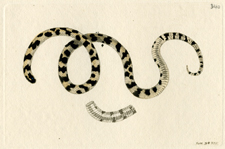 Pied Snake