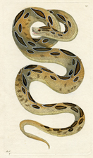 Russelian Snake