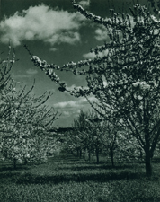 Orchard in Springtime, Salem OR