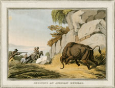 Shooting the African Buffalo