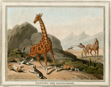 Hunting the Gameleopard (Giraffe)