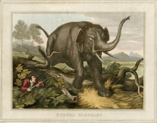 Hunted Elephant