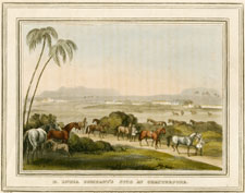 E. India Company's Stud at Chatterpore