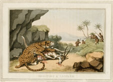 Shooting a Leopard